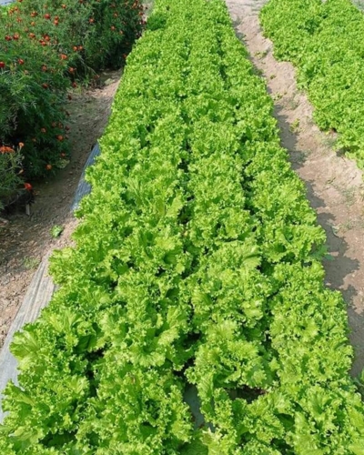 Lettuce field grown with Uchit