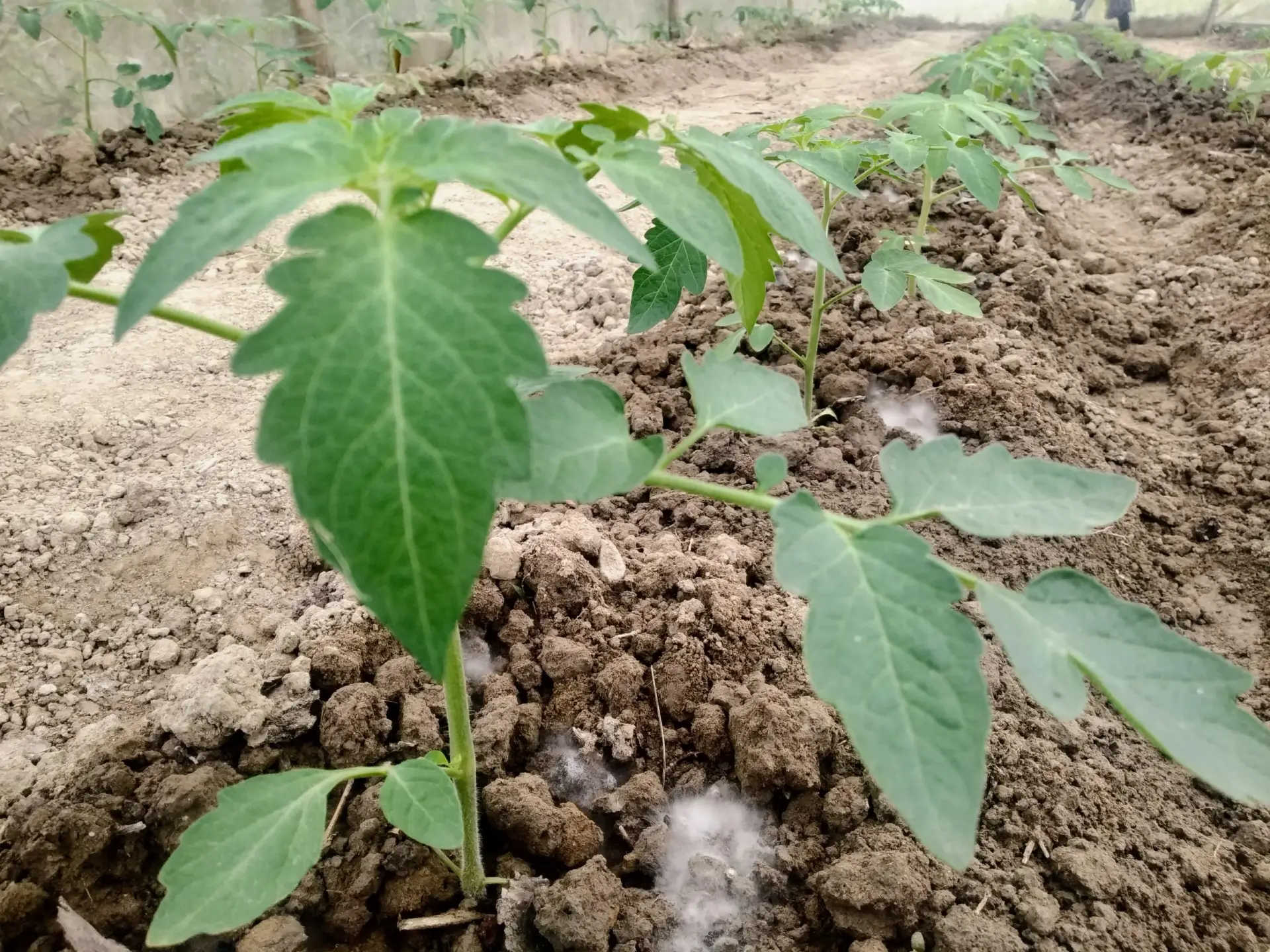 Papaya plantation using Uchit Bio Fertilizer