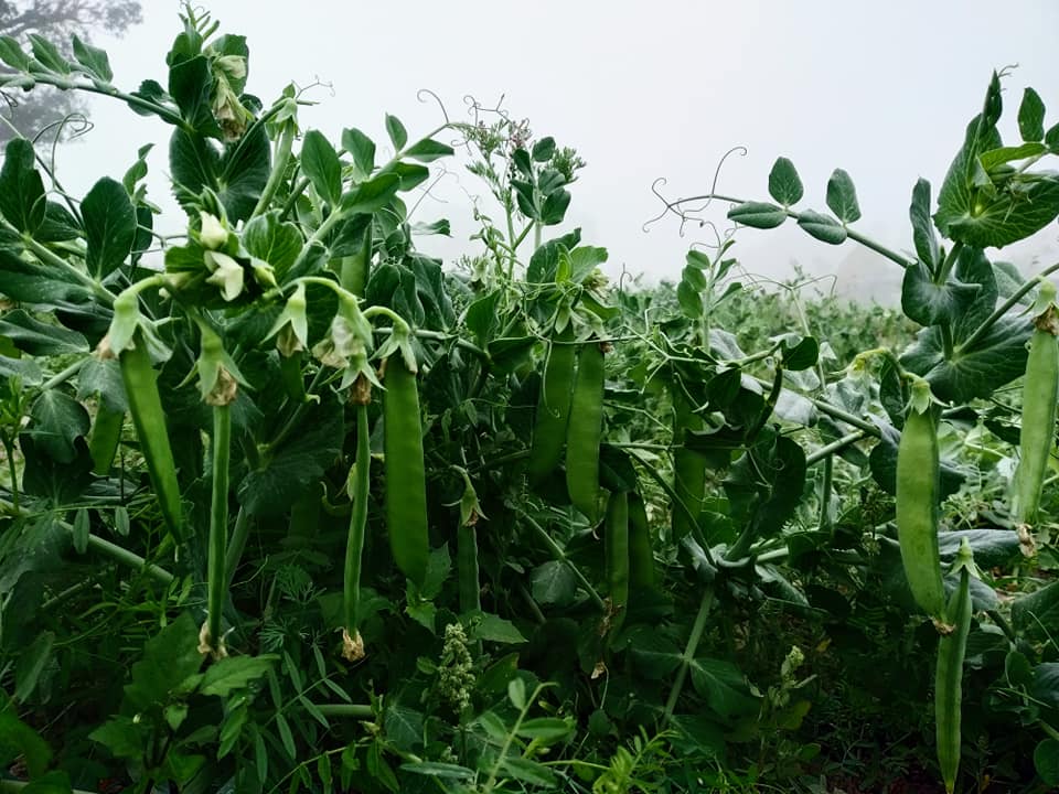 Peas farming using Uchit Bio Fertilizer