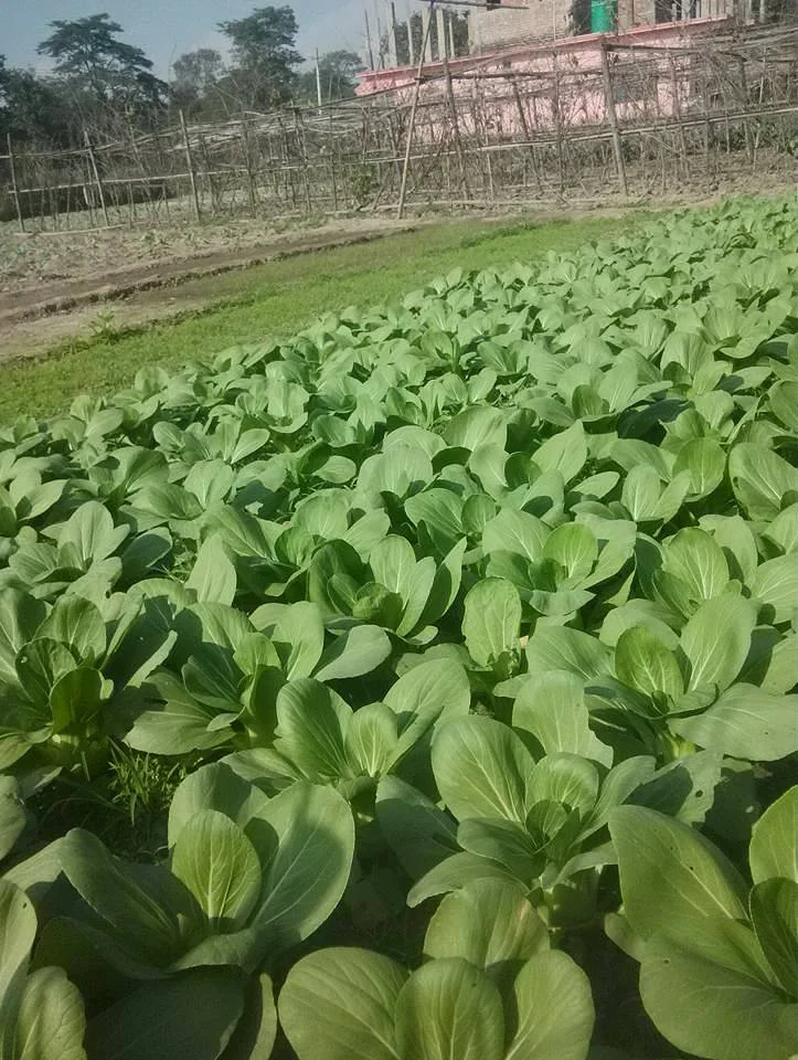 Lettuce production using Uchit Bio Fertilizer