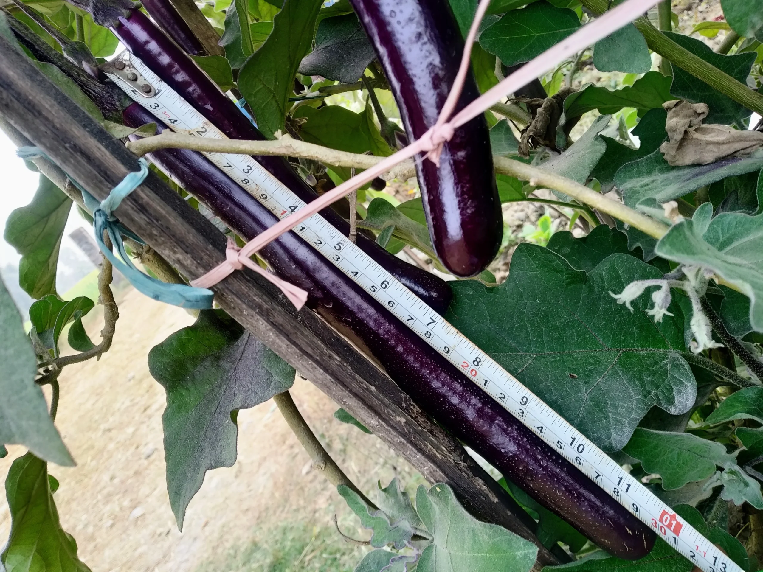 Brinjal grown using Uchit Bio Fertilizer