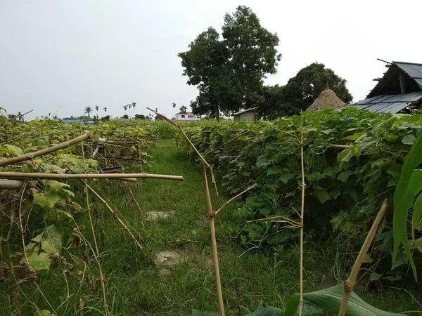 Comparison of Uchit vs. chemical fertilizer (cucumber)