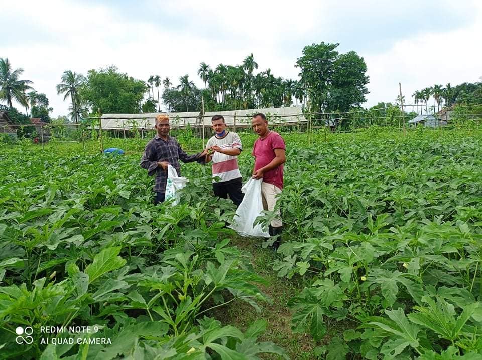 Okra farming using Uchit Bio Fertilizer