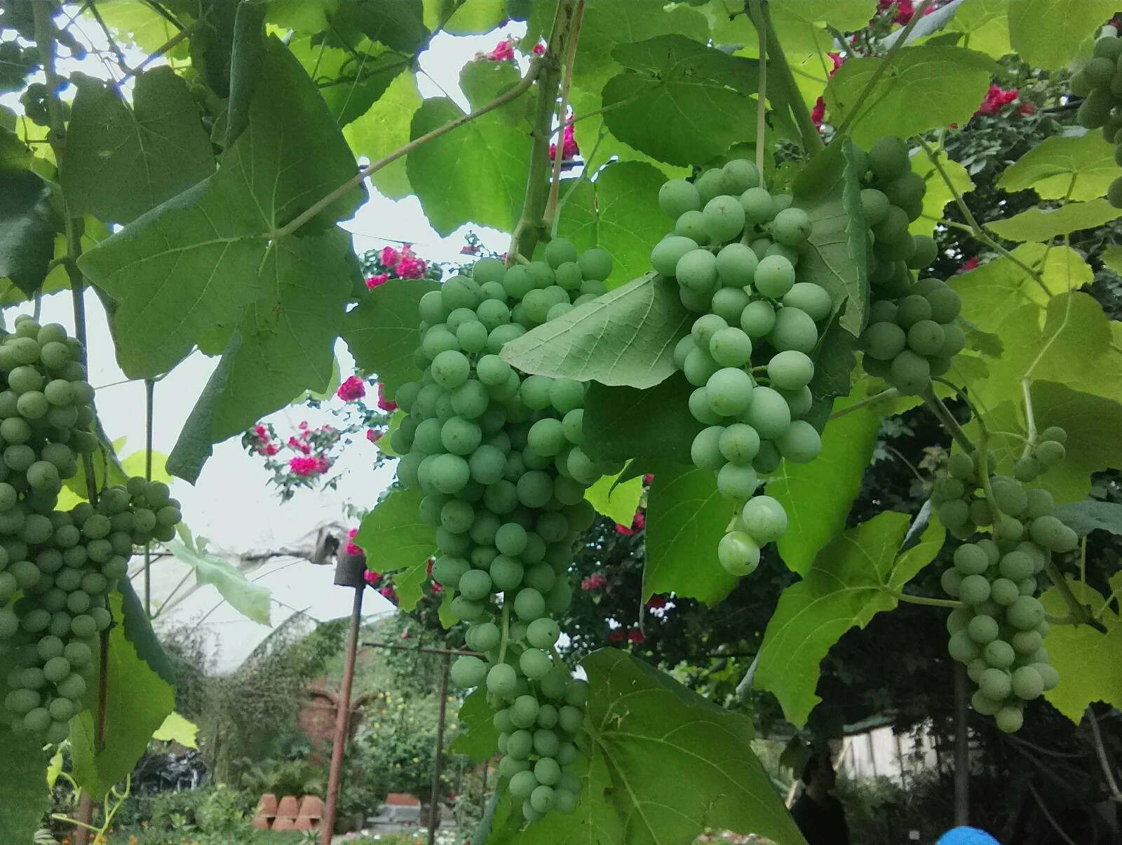 Grape production using Uchit Bio Fertilizer